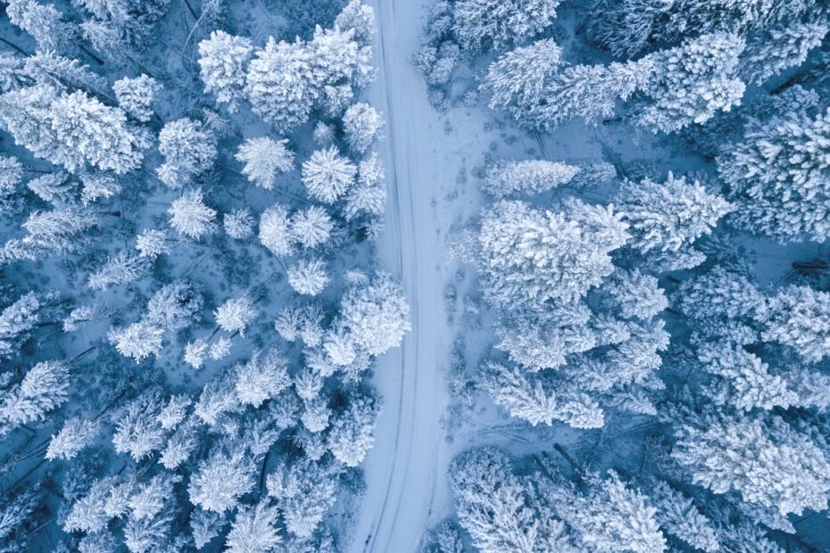 snow covered trees